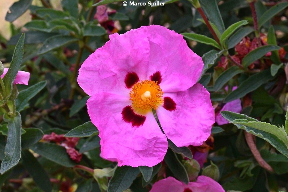 Cistus purpureus (Cistaceae)